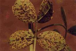 Image of Puccinia arachidis Speg. 1884