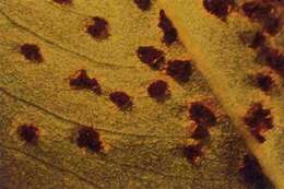 Image of Puccinia arachidis Speg. 1884