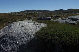 Image of Nothofagus gunnii (Hook. fil.) Oerst.