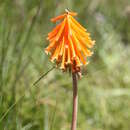 Image of Kniphofia triangularis Kunth