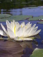 Image of American white waterlily