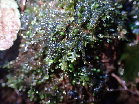 Imagem de Riccardia chamedryfolia (With.) Grolle