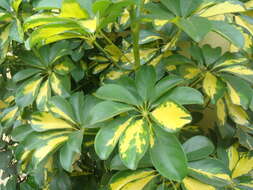 Image of Dwarf Umbrella Tree