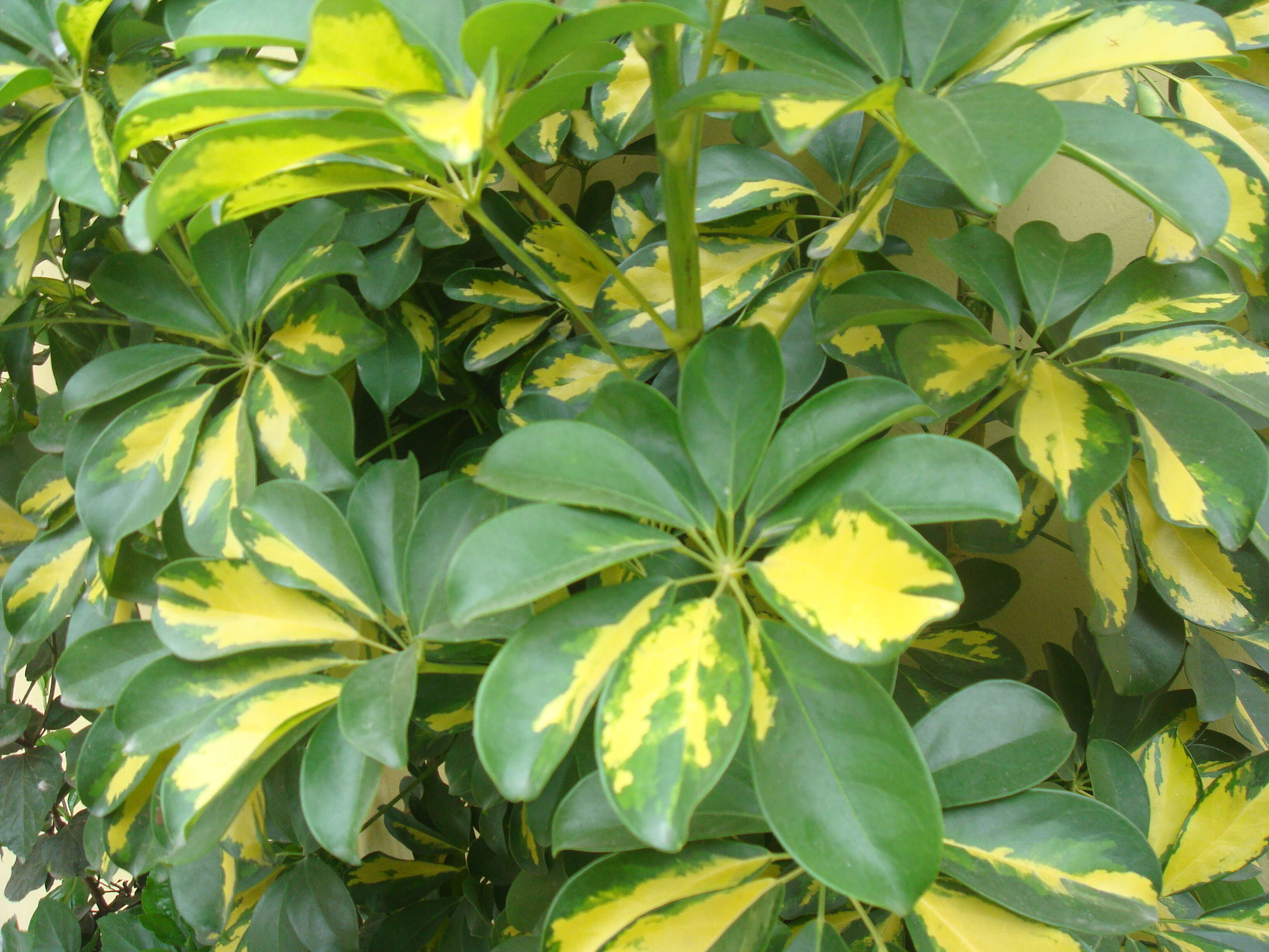 Image of Dwarf Umbrella Tree