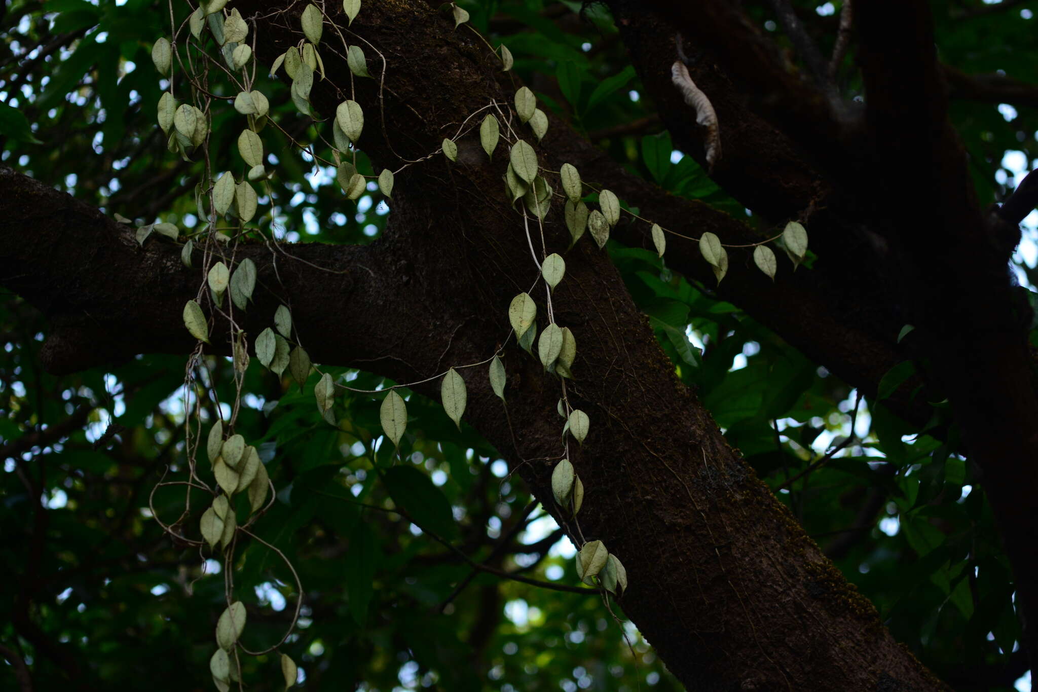 Image of Hoya wightii Hook. fil.