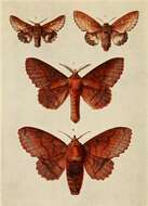 Image of lappet moth