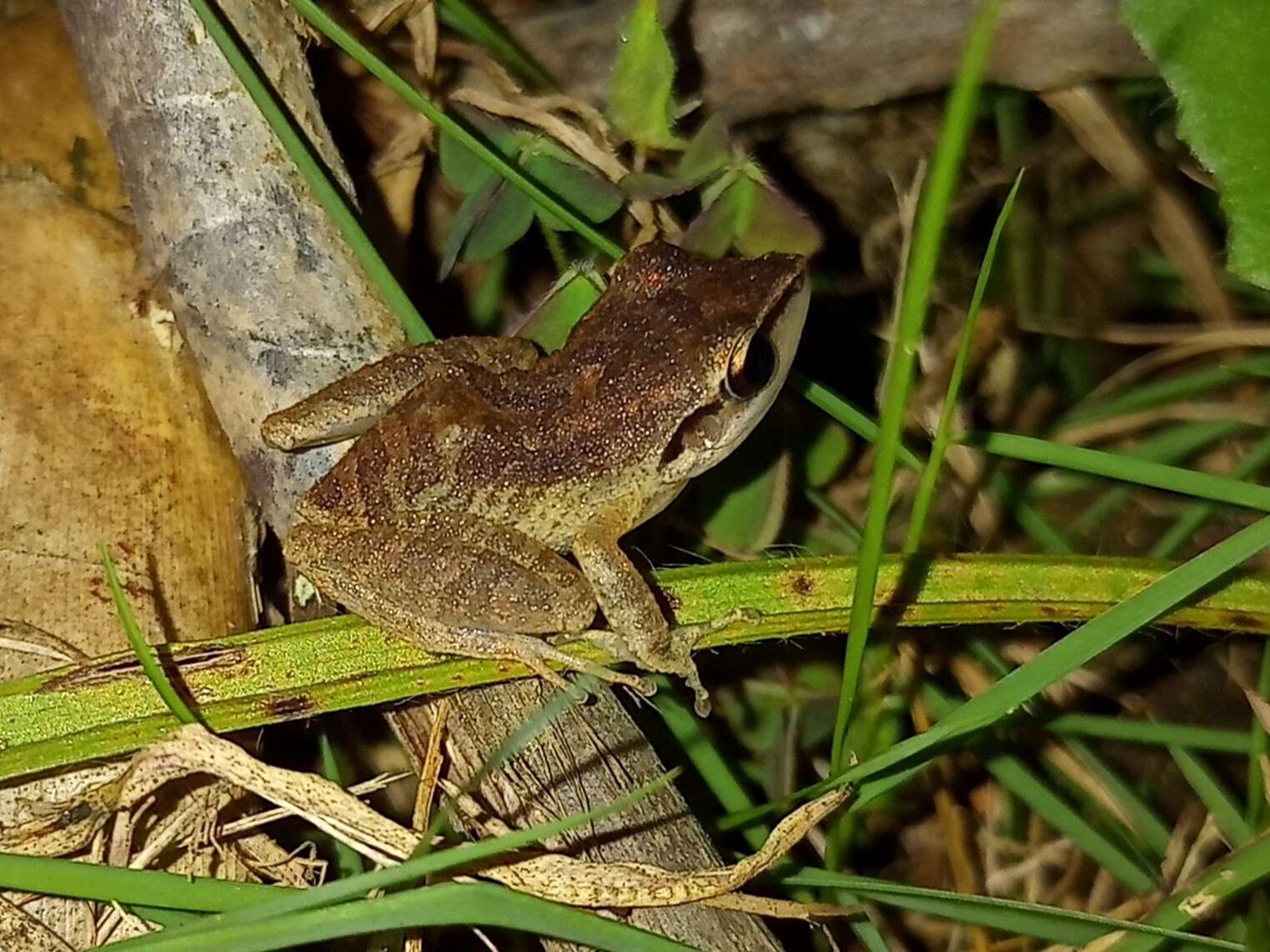 Image of Paraiba Robber Frog