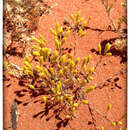 Image de Angianthus brachypappus F. Müll.