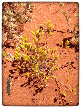 صورة Angianthus brachypappus F. Müll.