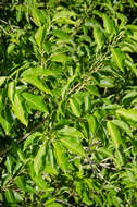 Ficus marmorata Boj. ex Baker的圖片