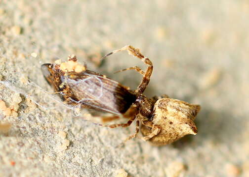 Image of Uloborus plumipes Lucas 1846