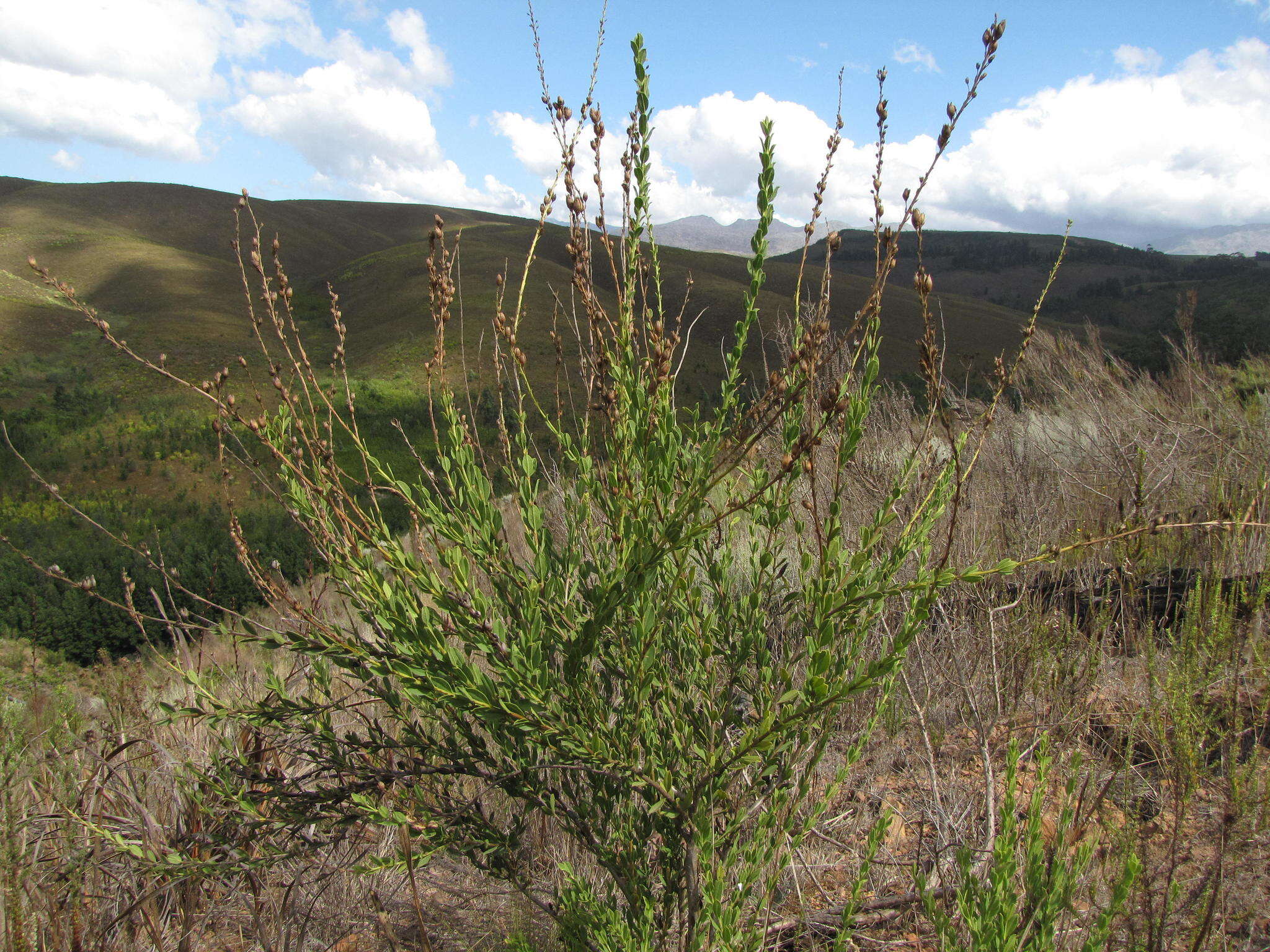 Слика од Freylinia longiflora Benth.