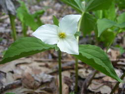 Imagem de Trillium grandiflorum (Michx.) Salisb.