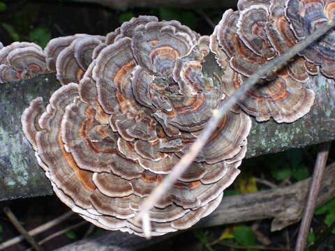 Image of Turkey Tail