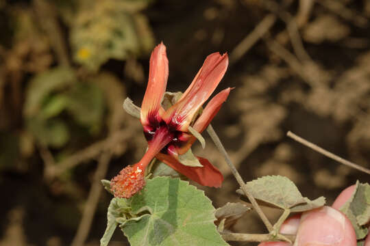 Image of Abutilon reflexum (Lamarck) Sweet