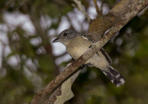 Image of Planalto Slaty Antshrike