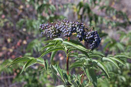 Image of <i>Sambucus cerulea</i>