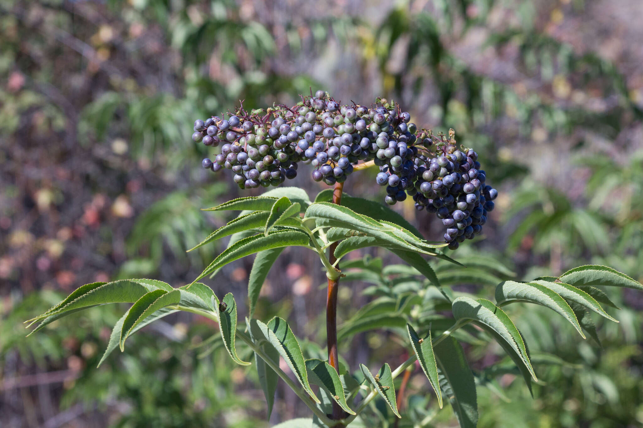 Sivun <i>Sambucus cerulea</i> kuva