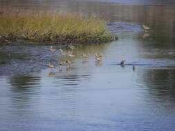 Image of Marbled Godwit