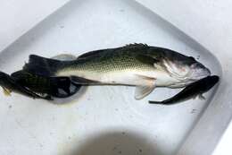 Image of black bass