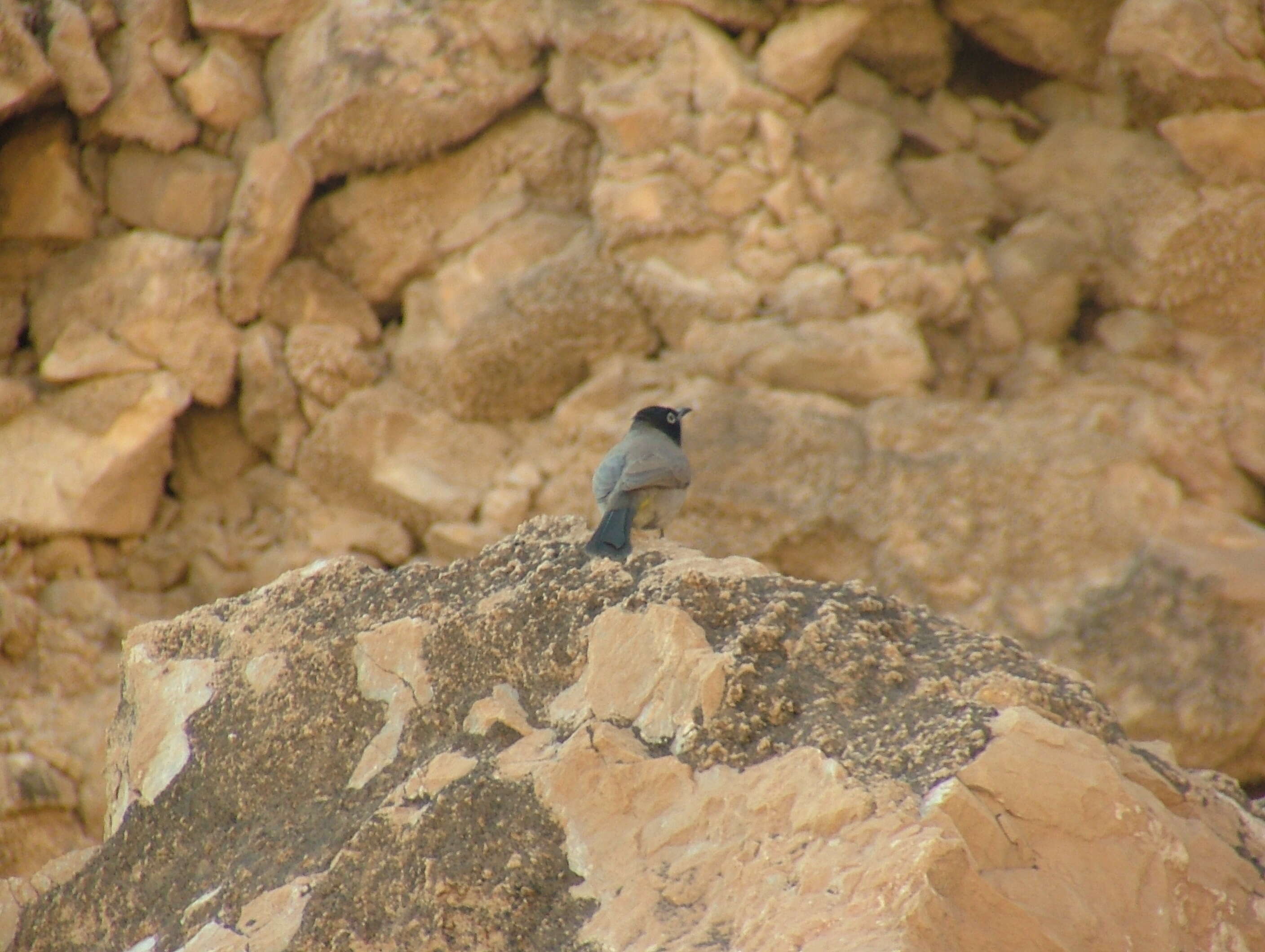 Image of White-eyed Bulbul