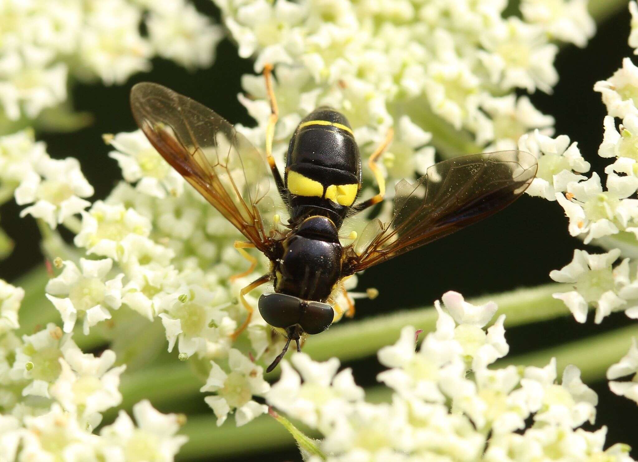 Imagem de Chrysotoxum bicincta (Linnaeus 1758)