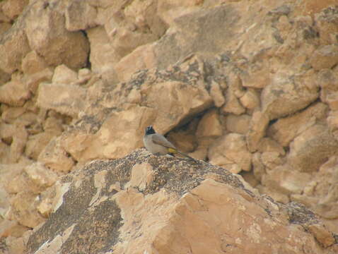 Image of White-eyed Bulbul