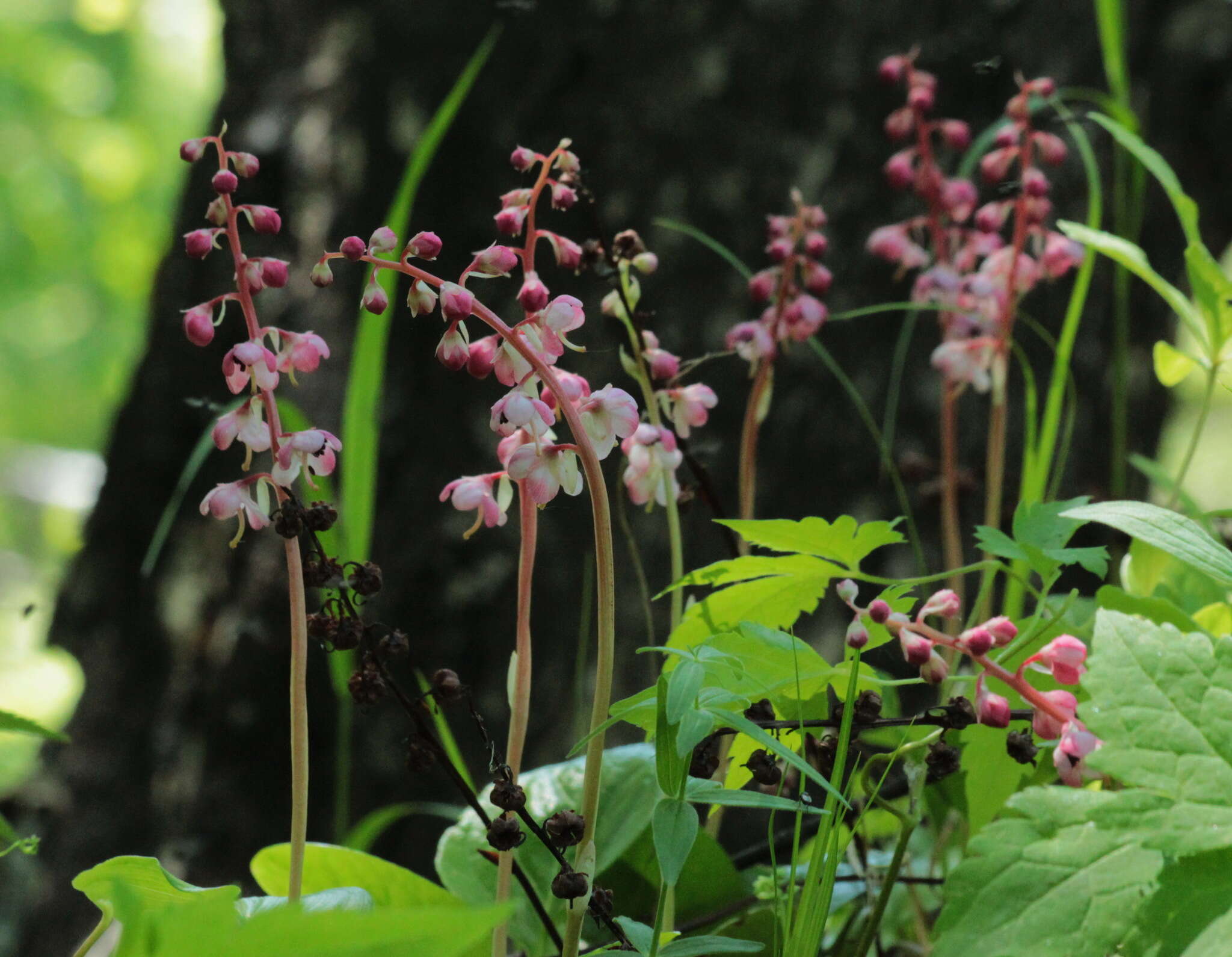 Image of liverleaf wintergreen