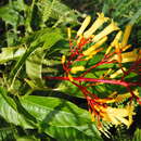 Image of Palicourea padifolia (Willd. ex Schult.) C. M. Taylor & Lorence