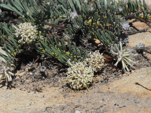 Plancia ëd Vexatorella obtusata subsp. obtusata