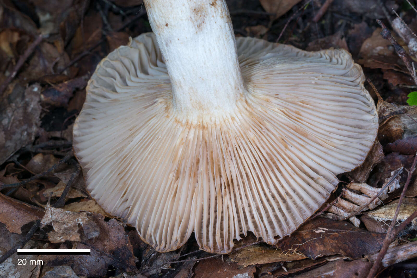 Image of Russula novae-zelandiae McNabb 1973