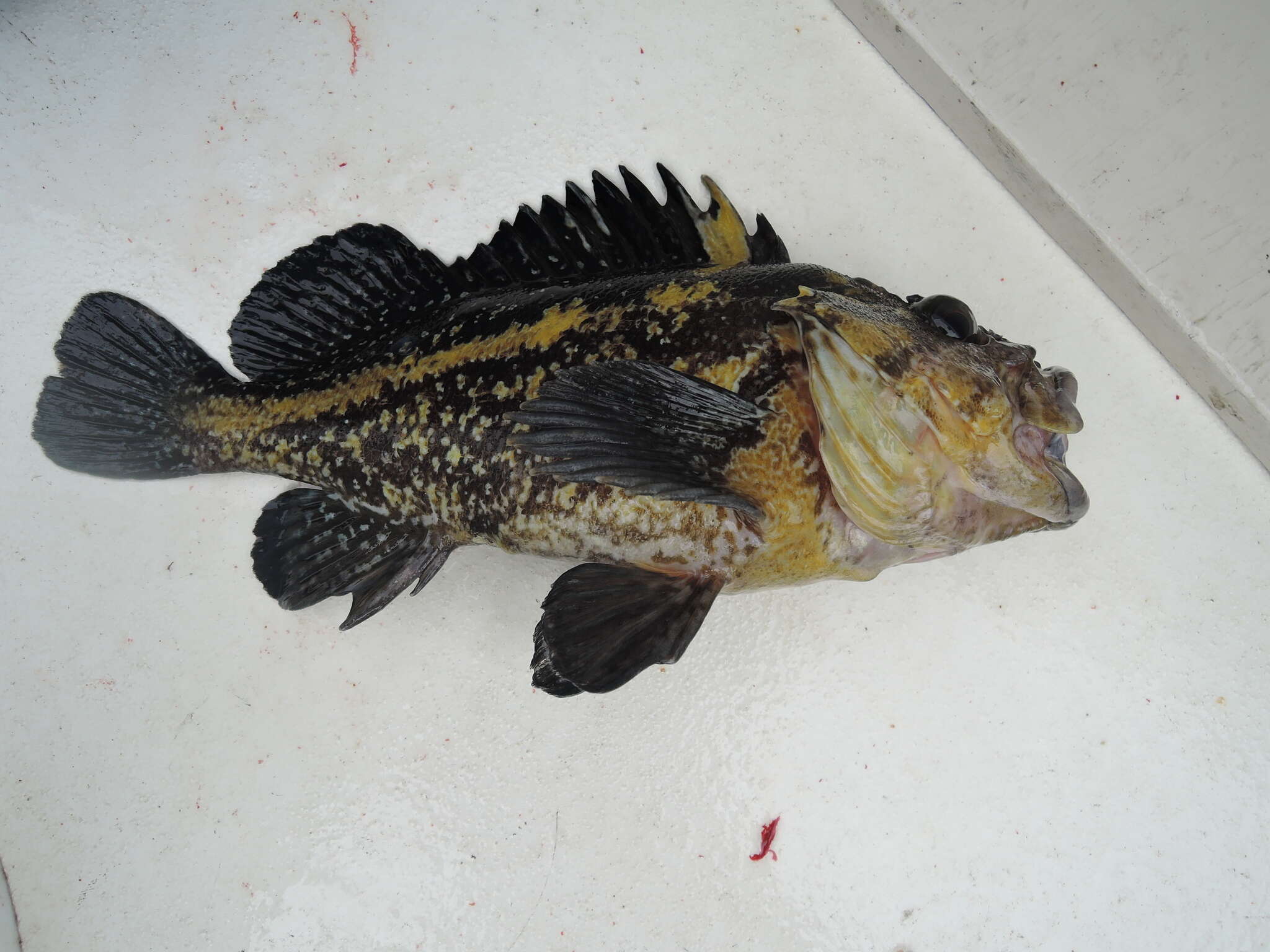 Image of China rockfish