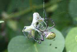 Image of Oval St Andrew's Cross Spider