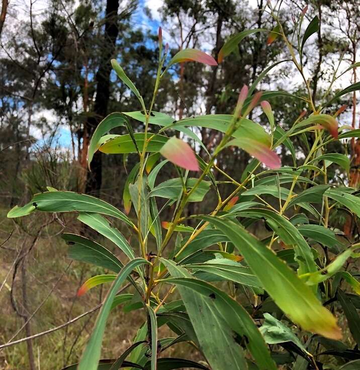 Слика од Acacia falcata Willd.