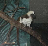 Image of cotton-top tamarin