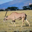 Image of Common Beisa Oryx