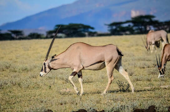 Image of Common Beisa Oryx