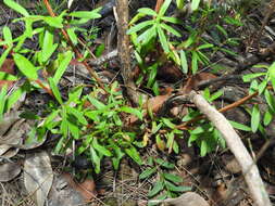 Sivun Leptospermum brachyandrum (F. Müll.) Druce kuva