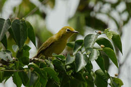 Image of Lemon-bellied White-eye