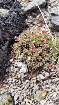 Image of Gorman's dwarf-primrose