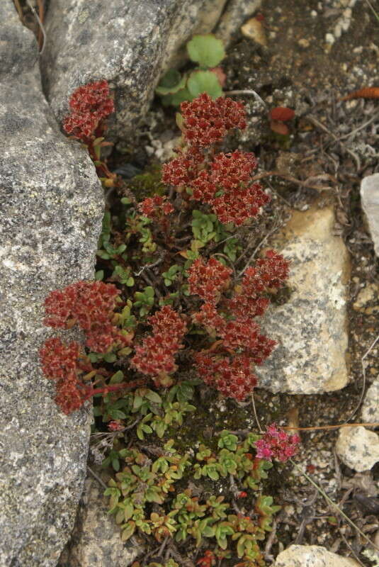 Image of Hylotelephium cyaneum (J. Rudolph) H. Ohba