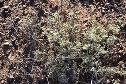 Image of Ambrosia camphorata (Greene) Payne