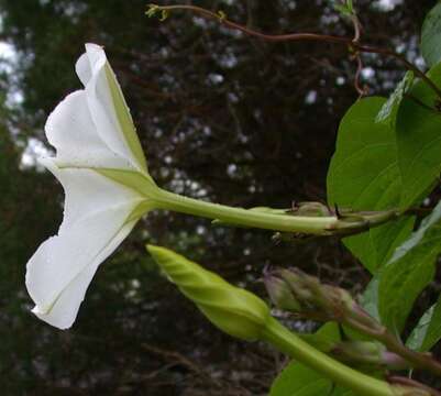 Image of Moonflower or moon vine