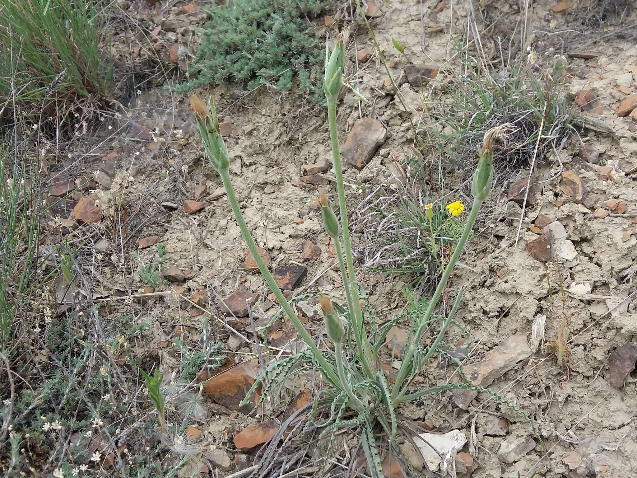 Слика од Scorzonera mollis subsp. mollis