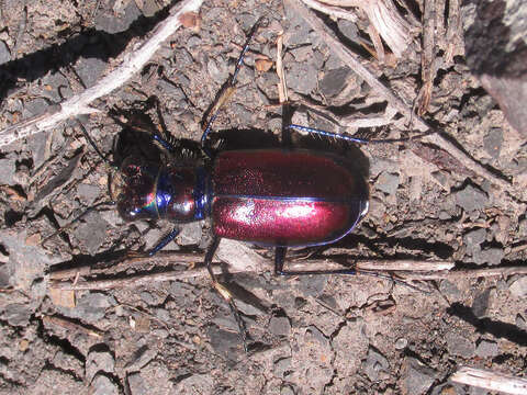 Image of Cicindela (Cicindela) pulchra pulchra Say 1823