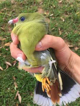 Image of African Green Pigeon