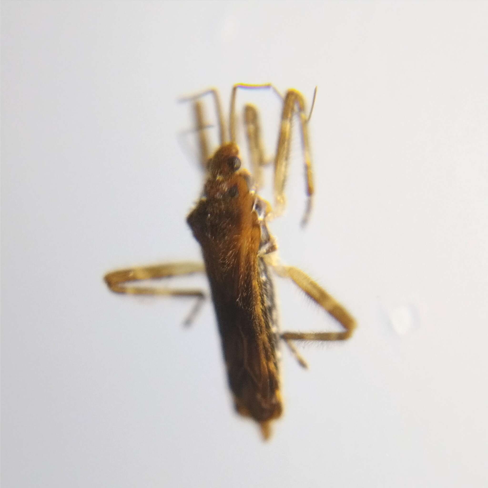 Image of Steinovelia J. Polhemus & D. Polhemus 1993