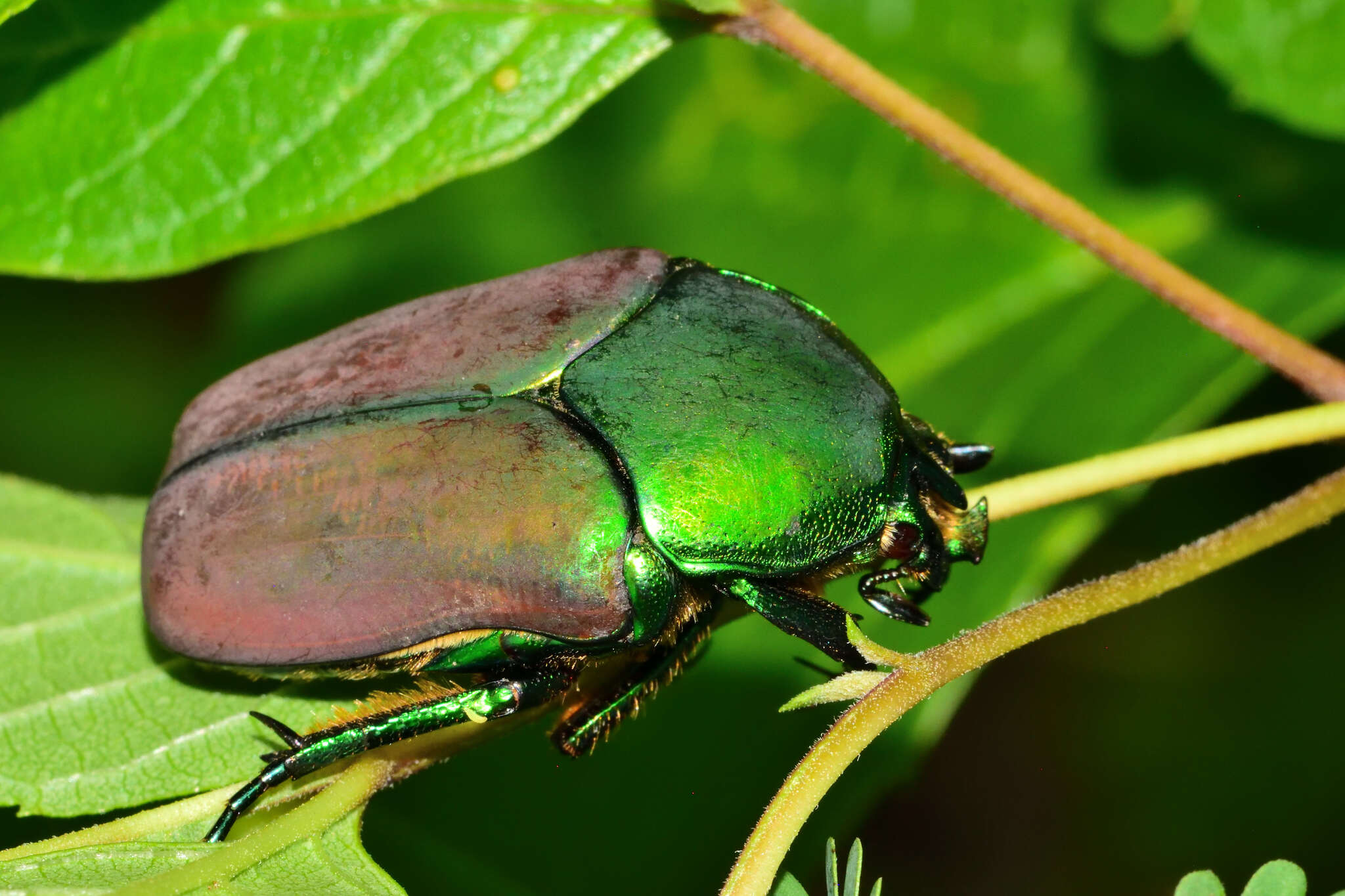 Image of Cotinis laticornis Bates 1889