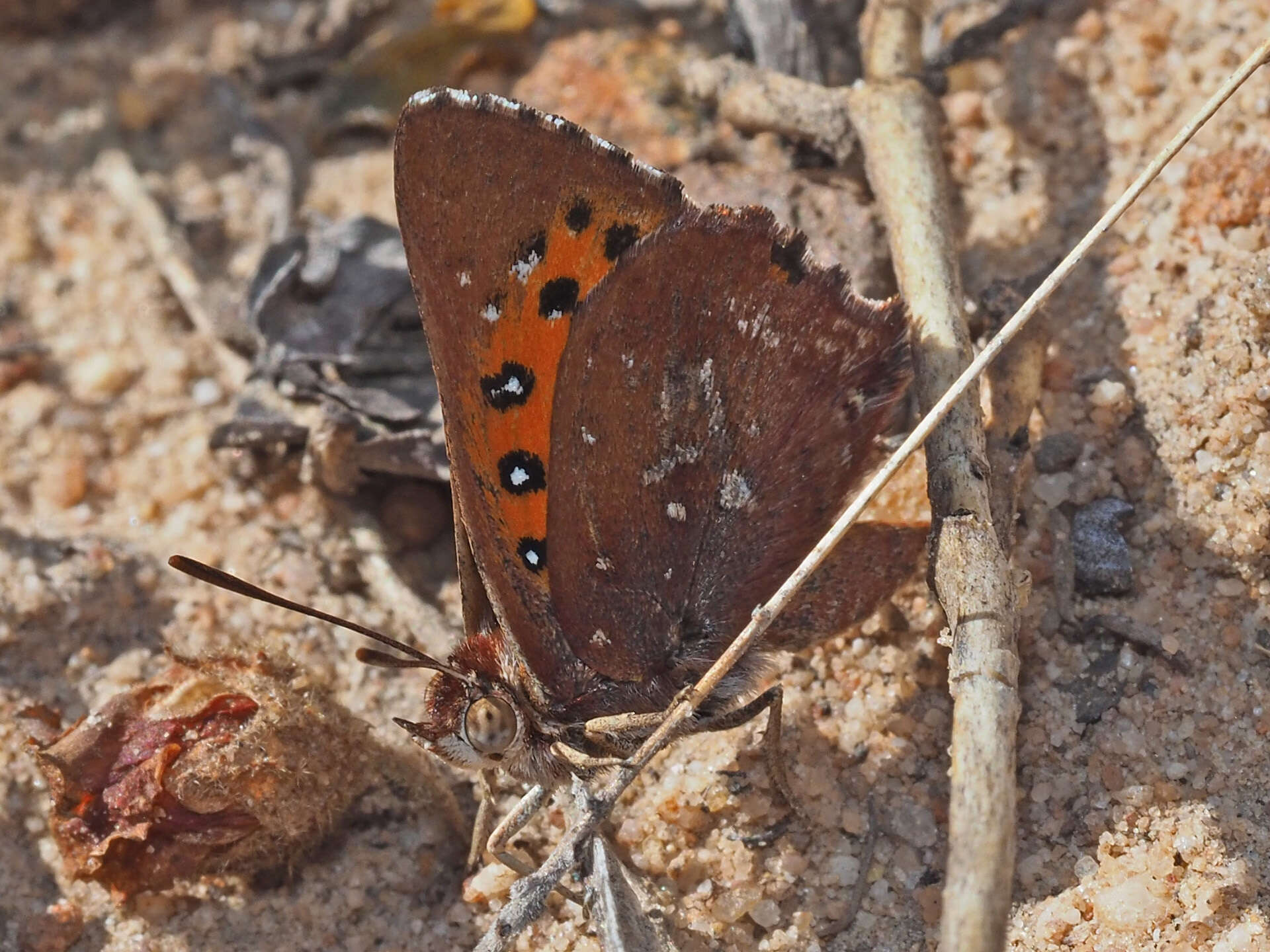 Image of <i>Aloeides thyra</i>