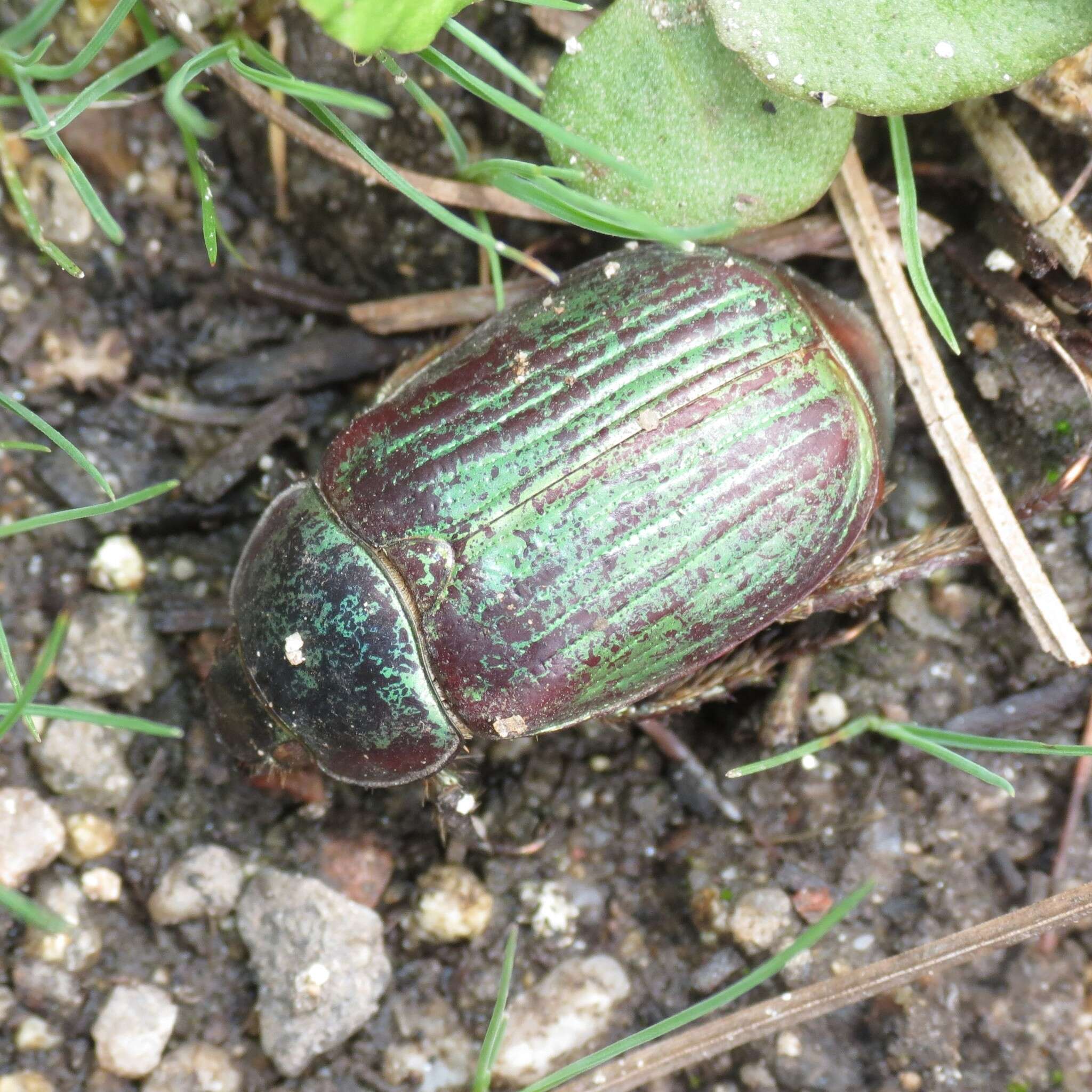 Imagem de Chrysina lecontei (Horn 1882)